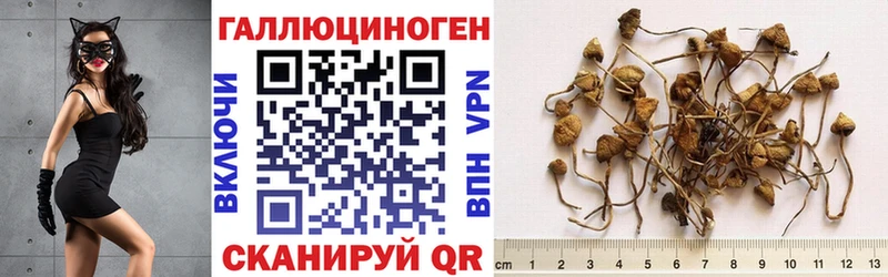 купить сайты Серафимович Галлюциногенные грибы Psilocybine cubensis
